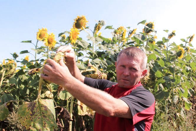 Новини Вінниці - фото з Аграрії страйкують проти «розпродажу землі». Чим можна замінити мораторій, що діє вже 17 років? Аграрії страйкують проти «розпродажу землі». Чим можна замінити мораторій, що діє вже 17 років?, фото №2 на сайті 20minut.ua