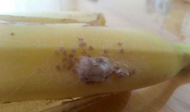 Найотруйніший Бразильський блукаючий павук відкладає своє потомство на бананах, фото №1 на сайті 20minut.ua