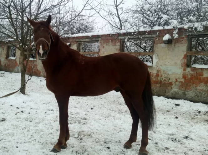 Новини Тернополя - фото з Гончі собаки та породисті жеребці за 96 тис. гривень: що продають тернополяни в інтернеті Гончі собаки та породисті жеребці за 96 тис. гривень: що продають тернополяни в інтернеті, фото №1 на сайті 20minut.ua