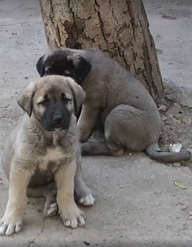 Новини Тернополя - фото з Гончі собаки та породисті жеребці за 96 тис. гривень: що продають тернополяни в інтернеті Гончі собаки та породисті жеребці за 96 тис. гривень: що продають тернополяни в інтернеті, фото №2 на сайті 20minut.ua