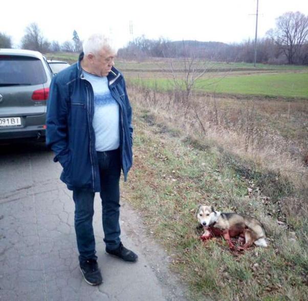 Чоловік і поранена собака