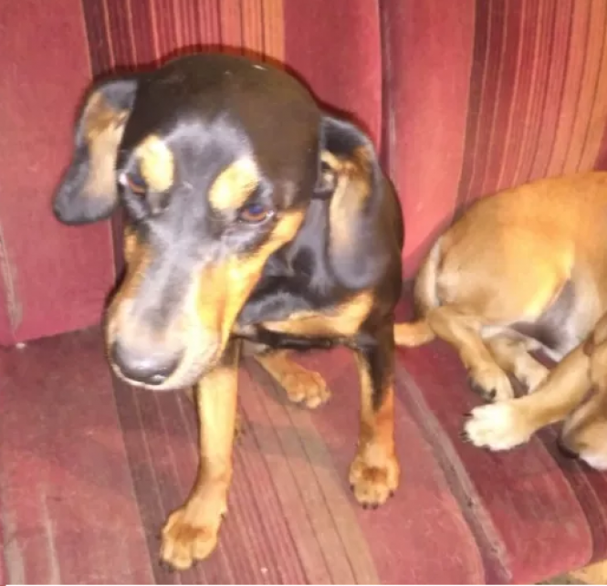 Новини Тернополя - фото з Гончі собаки та породисті жеребці за 96 тис. гривень: що продають тернополяни в інтернеті Гончі собаки та породисті жеребці за 96 тис. гривень: що продають тернополяни в інтернеті, фото №4 на сайті 20minut.ua