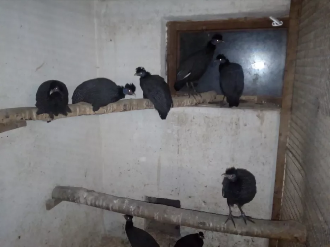 Новини Тернополя - фото з Гончі собаки та породисті жеребці за 96 тис. гривень: що продають тернополяни в інтернеті Гончі собаки та породисті жеребці за 96 тис. гривень: що продають тернополяни в інтернеті, фото №5 на сайті 20minut.ua