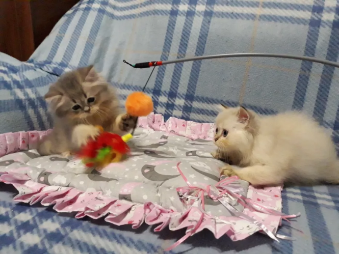 Новини Тернополя - фото з Гончі собаки та породисті жеребці за 96 тис. гривень: що продають тернополяни в інтернеті Гончі собаки та породисті жеребці за 96 тис. гривень: що продають тернополяни в інтернеті, фото №3 на сайті 20minut.ua