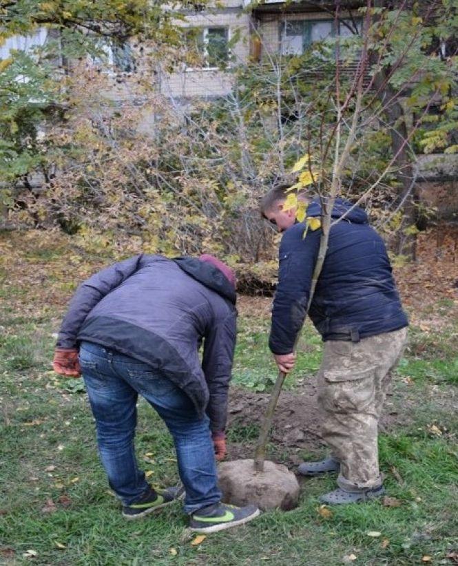 Новини Вінниці - фото з У Вінниці висаджують саджанці на місцях, де зрізали аварійні дерева У Вінниці висаджують саджанці на місцях, де зрізали аварійні дерева, фото №1 на сайті 20minut.ua