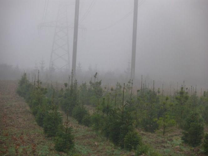 Для вінничан приготували майже пів мільйона живих новорічних дерев. Які на них ціни?, фото №1 на сайті 20minut.ua