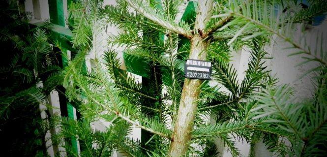 Для вінничан приготували майже пів мільйона живих новорічних дерев. Які на них ціни?, фото №2 на сайті 20minut.ua