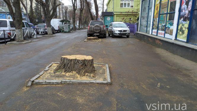 Новини Хмельницького - фото з На Володимирській зрізали “живі” дерева. Чи законно це? На Володимирській зрізали “живі” дерева. Чи законно це?, фото №4 на сайті vsim.ua