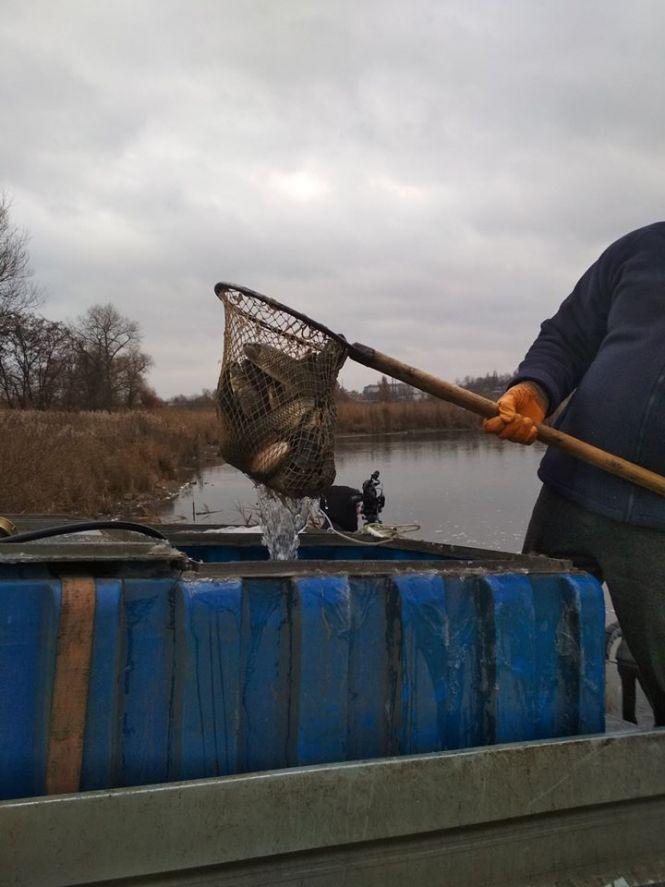 У Бердичівське водосховище випустили 600 тонн білого амура, фото №1 на сайті 20minut.ua