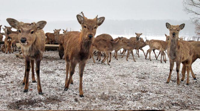 Хочете зустріти 2020-й не вдома? Гарячі пропозиції на новорічні тури по країні, фото №1 на сайті 20minut.ua