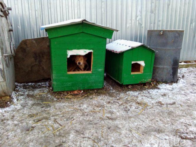 Новини Хмельницького - фото з Як живуть 300 собак у притулку в Дубовому (ФОТО, ВІДЕО) Як живуть 300 собак у притулку в Дубовому (ФОТО, ВІДЕО), фото №11 на сайті vsim.ua