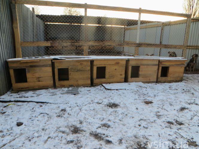 Новини Хмельницького - фото з Як живуть 300 собак у притулку в Дубовому (ФОТО, ВІДЕО) Як живуть 300 собак у притулку в Дубовому (ФОТО, ВІДЕО), фото №2 на сайті vsim.ua