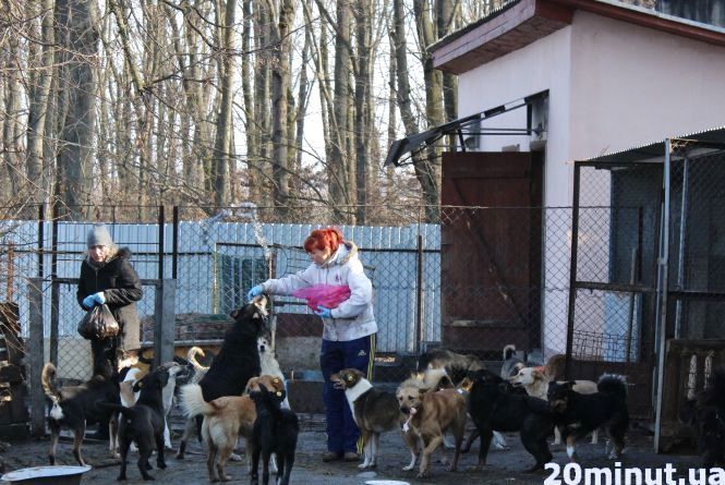 Новини Тернополя - фото з У Дичкові ще будують нові вольєри для безпритульних собак: що уже зробили У Дичкові ще будують нові вольєри для безпритульних собак: що уже зробили, фото №1 на сайті 20minut.ua