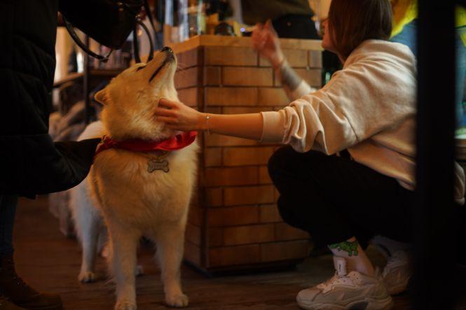 Куди у Вінниці можна зайти з собакою? Кав’ярні, транспорт, крамниці. Ми перевірили, фото №4 на сайті 20minut.ua