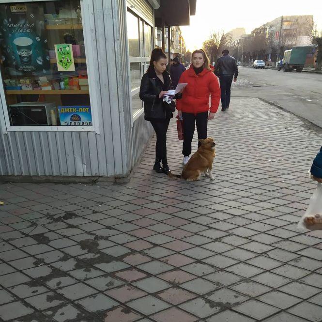 Фото дня: собаки та дороги, фото №4 на сайті 20minut.ua