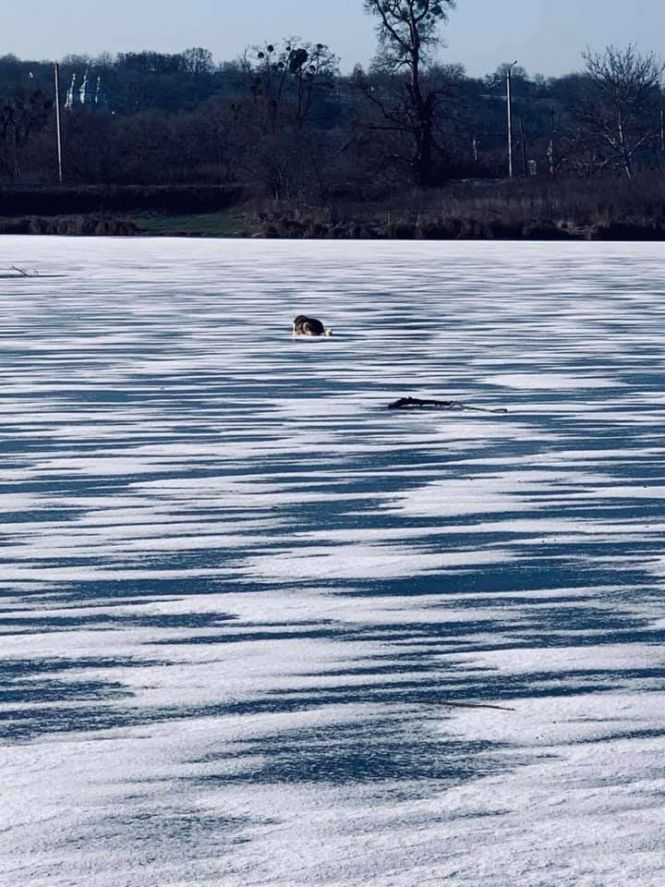 Порятунок тварин: собака на кризі у Вороновиці та кіт на вивісці у Вінниці на сайті 20minut.ua Порятунок тварин: собака на кризі у Вороновиці та кіт на вивісці у Вінниці, фото №1 на сайті 20minut.ua