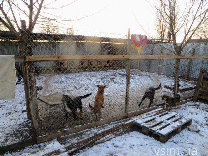 Новини Хмельницького - фото з Як живуть 300 собак у притулку в Дубовому (ФОТО, ВІДЕО) Як живуть 300 собак у притулку в Дубовому (ФОТО, ВІДЕО), фото №1 на сайті vsim.ua