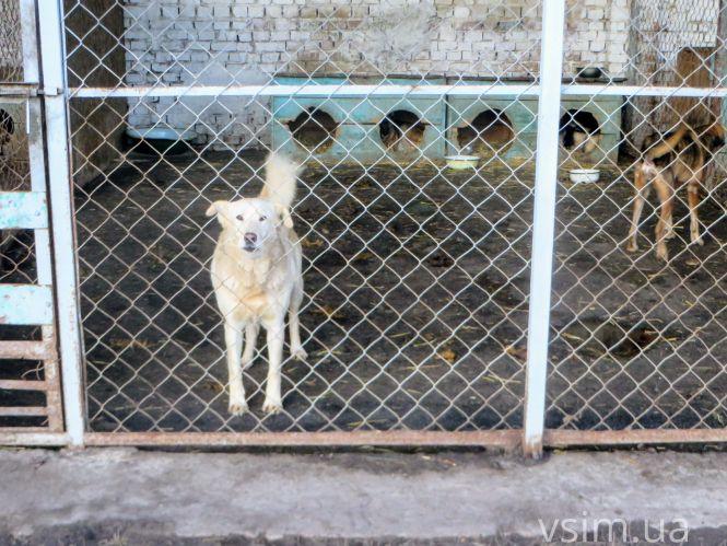 Новини Хмельницького - фото з Як живуть 300 собак у притулку в Дубовому (ФОТО, ВІДЕО) Як живуть 300 собак у притулку в Дубовому (ФОТО, ВІДЕО), фото №6 на сайті vsim.ua