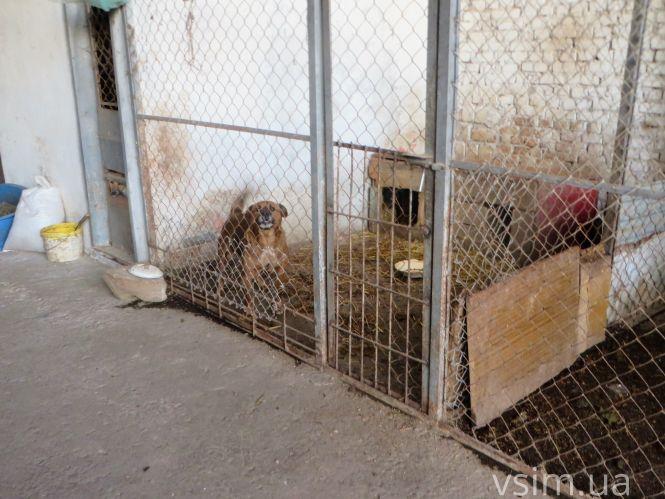 Новини Хмельницького - фото з Як живуть 300 собак у притулку в Дубовому (ФОТО, ВІДЕО) Як живуть 300 собак у притулку в Дубовому (ФОТО, ВІДЕО), фото №5 на сайті vsim.ua