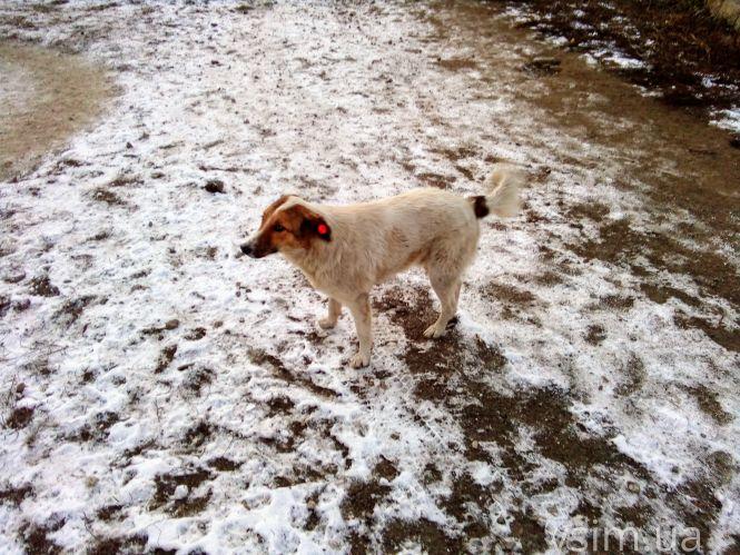 Новини Хмельницького - фото з Як живуть 300 собак у притулку в Дубовому (ФОТО, ВІДЕО) Як живуть 300 собак у притулку в Дубовому (ФОТО, ВІДЕО), фото №15 на сайті vsim.ua
