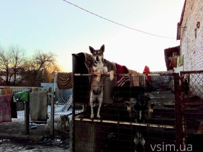 Новини Хмельницького - фото з Як живуть 300 собак у притулку в Дубовому (ФОТО, ВІДЕО) Як живуть 300 собак у притулку в Дубовому (ФОТО, ВІДЕО), фото №13 на сайті vsim.ua