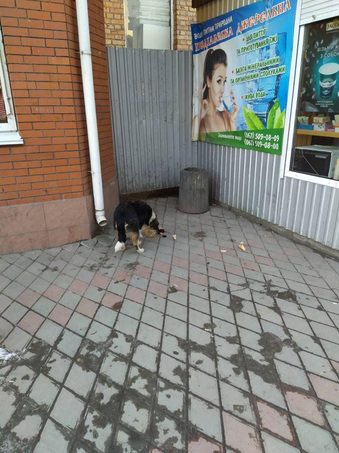 Фото дня: собаки та дороги, фото №5 на сайті 20minut.ua