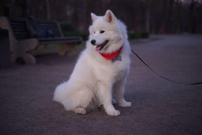 Куди у Вінниці можна зайти з собакою? Кав’ярні, транспорт, крамниці. Ми перевірили, фото №1 на сайті 20minut.ua