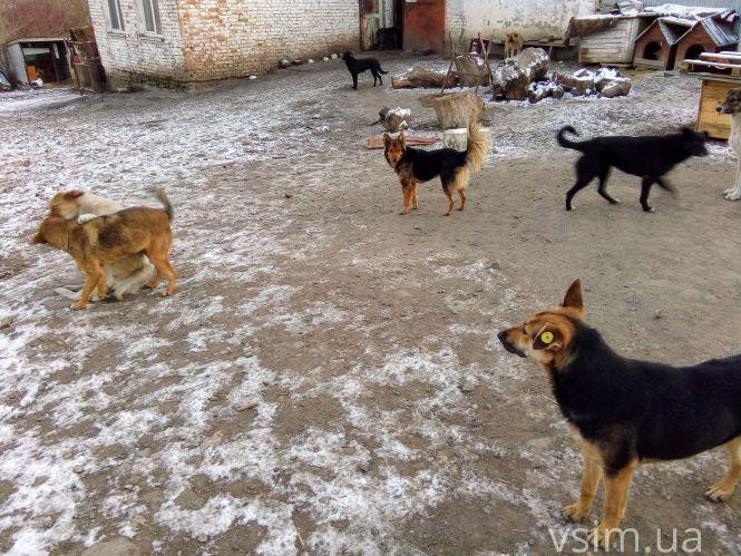 Новини Хмельницького - фото з Як живуть 300 собак у притулку в Дубовому (ФОТО, ВІДЕО) Як живуть 300 собак у притулку в Дубовому (ФОТО, ВІДЕО), фото №8 на сайті vsim.ua