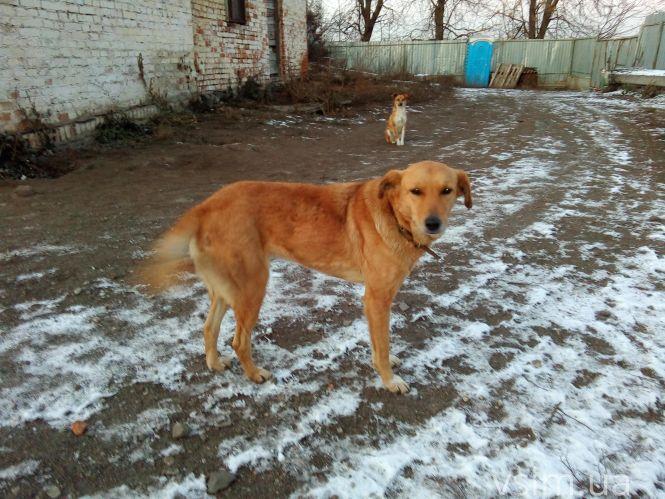 Новини Хмельницького - фото з Як живуть 300 собак у притулку в Дубовому (ФОТО, ВІДЕО) Як живуть 300 собак у притулку в Дубовому (ФОТО, ВІДЕО), фото №14 на сайті vsim.ua