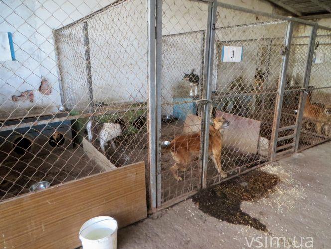 Новини Хмельницького - фото з Як живуть 300 собак у притулку в Дубовому (ФОТО, ВІДЕО) Як живуть 300 собак у притулку в Дубовому (ФОТО, ВІДЕО), фото №4 на сайті vsim.ua