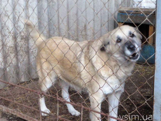 Новини Хмельницького - фото з Як живуть 300 собак у притулку в Дубовому (ФОТО, ВІДЕО) Як живуть 300 собак у притулку в Дубовому (ФОТО, ВІДЕО), фото №3 на сайті vsim.ua