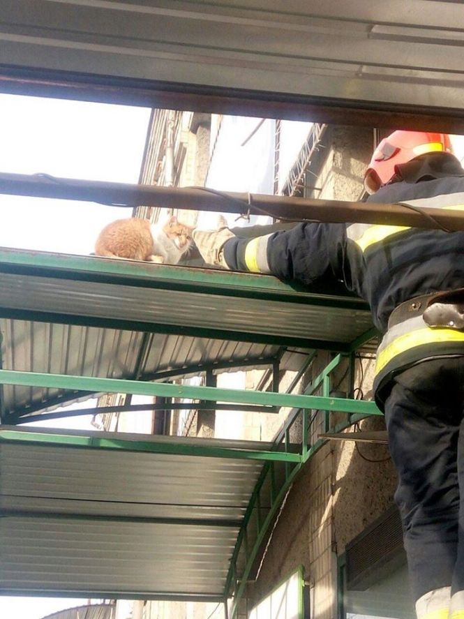 Порятунок тварин: собака на кризі у Вороновиці та кіт на вивісці у Вінниці на сайті 20minut.ua Порятунок тварин: собака на кризі у Вороновиці та кіт на вивісці у Вінниці, фото №3 на сайті 20minut.ua