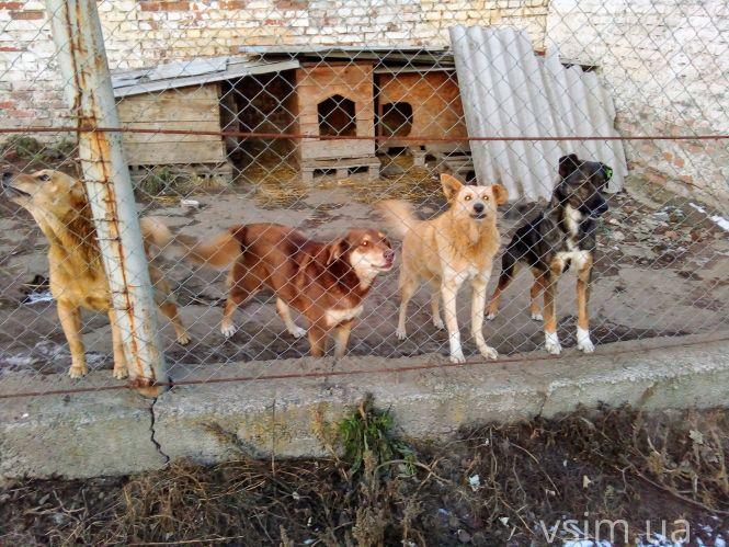 Новини Хмельницького - фото з Як живуть 300 собак у притулку в Дубовому (ФОТО, ВІДЕО) Як живуть 300 собак у притулку в Дубовому (ФОТО, ВІДЕО), фото №16 на сайті vsim.ua