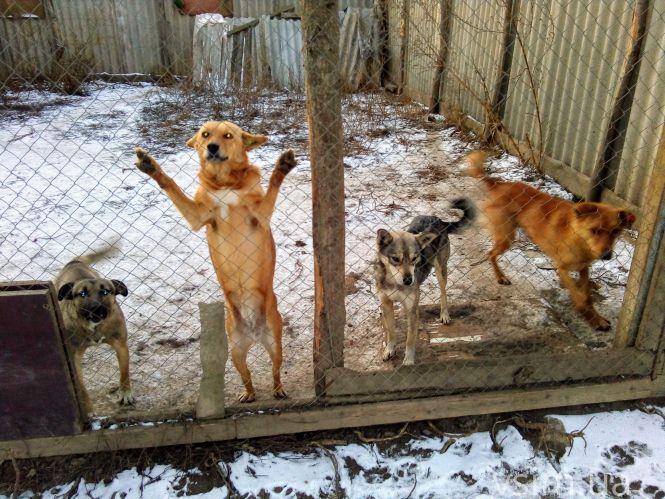 Новини Хмельницького - фото з Як живуть 300 собак у притулку в Дубовому (ФОТО, ВІДЕО) Як живуть 300 собак у притулку в Дубовому (ФОТО, ВІДЕО), фото №10 на сайті vsim.ua