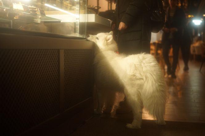 Куди у Вінниці можна зайти з собакою? Кав’ярні, транспорт, крамниці. Ми перевірили, фото №2 на сайті 20minut.ua