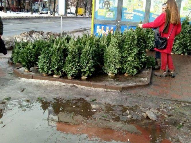 Де можна купити новорічну красуню? У Вінниці працюватиме п'ять ялинкових базарів, фото №1 на сайті 20minut.ua