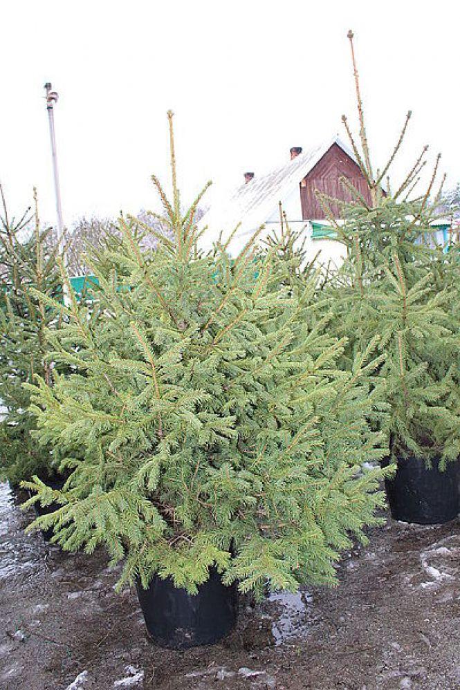 Як доглядати за ялинкою в горщику, фото №1 на сайті 20minut.ua
