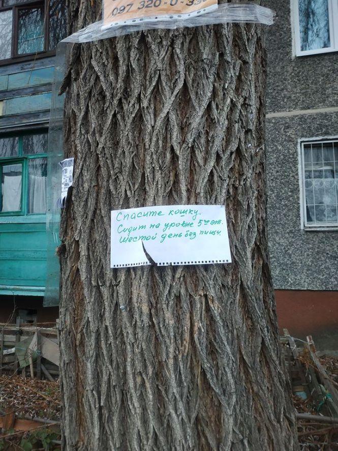 Новини Житомира - фото з Житомиряни в соцмережах намагаються врятувати кота, що сидить на дереві Житомиряни в соцмережах намагаються врятувати кота, що сидить на дереві, фото №1 на сайті 20minut.ua