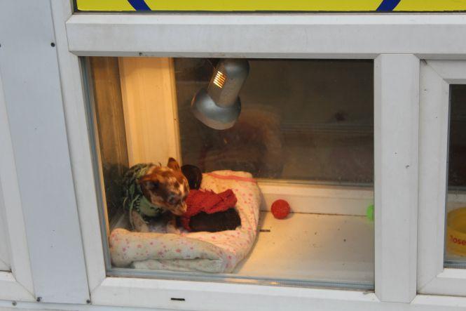 Новини Вінниці - фото з «Цуценя в акваріумі». Як вінничани відстоюють долю собак «Цуценя в акваріумі». Як вінничани відстоюють долю собак, фото №4 на сайті 20minut.ua