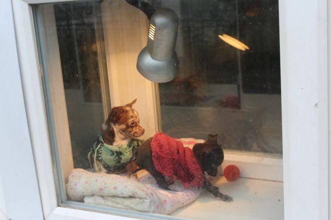 Новини Вінниці - фото з «Цуценя в акваріумі». Як вінничани відстоюють долю собак «Цуценя в акваріумі». Як вінничани відстоюють долю собак, фото №3 на сайті 20minut.ua