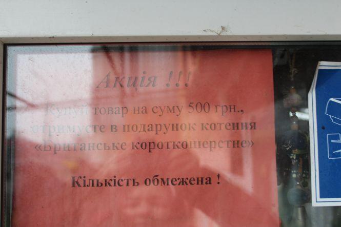 Новини Вінниці - фото з «Цуценя в акваріумі». Як вінничани відстоюють долю собак «Цуценя в акваріумі». Як вінничани відстоюють долю собак, фото №7 на сайті 20minut.ua