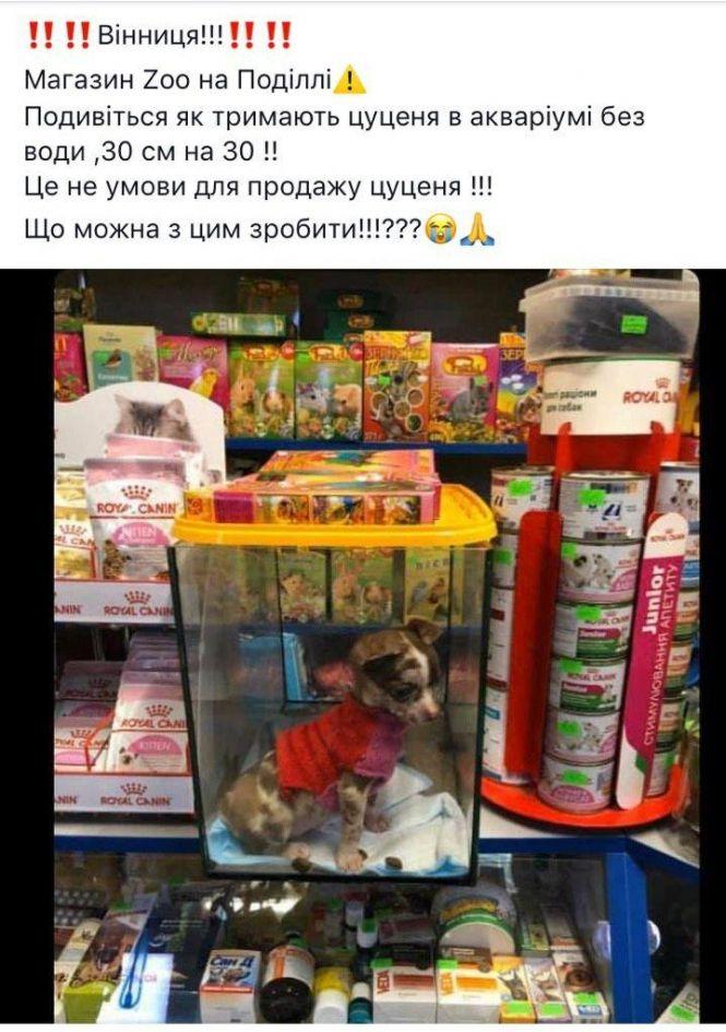 Новини Вінниці - фото з «Цуценя в акваріумі». Як вінничани відстоюють долю собак «Цуценя в акваріумі». Як вінничани відстоюють долю собак, фото №1 на сайті 20minut.ua