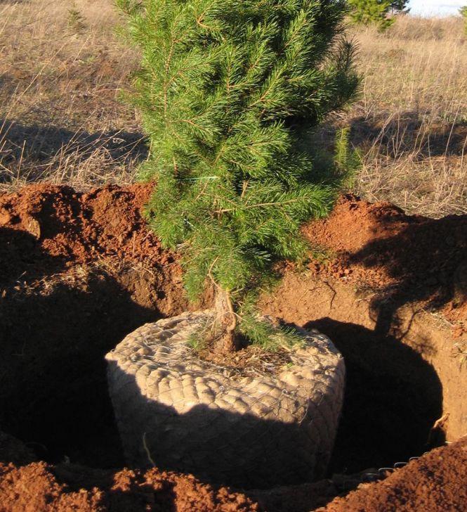 Новини Вінниці - фото з «Придбай ялинку у горщику, а потім висади її в парку». Петиція починає діяти «Придбай ялинку у горщику, а потім висади її в парку». Петиція починає діяти, фото №3 на сайті 20minut.ua