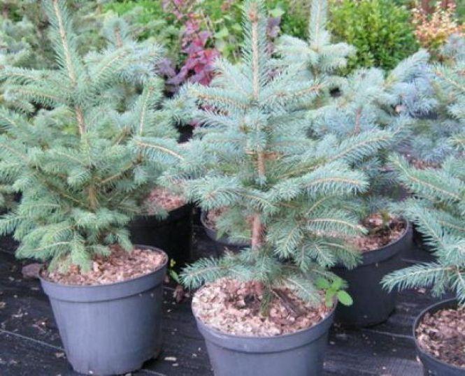 Новини Вінниці - фото з «Придбай ялинку у горщику, а потім висади її в парку». Петиція починає діяти «Придбай ялинку у горщику, а потім висади її в парку». Петиція починає діяти, фото №2 на сайті 20minut.ua