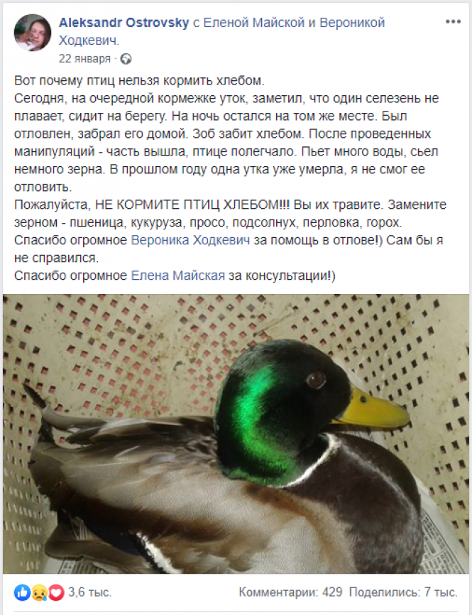 Новини Вінниці - фото з У Пирогово зимує півсотні диких качок. Вінничан запрошують погодувати птахів У Пирогово зимує півсотні диких качок. Вінничан запрошують погодувати птахів, фото №1 на сайті 20minut.ua