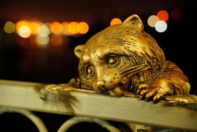 Новини Вінниці - фото з На Київському мосту поповнення. Там оселилася родина єнотів На Київському мосту поповнення. Там оселилася родина єнотів, фото №2 на сайті 20minut.ua