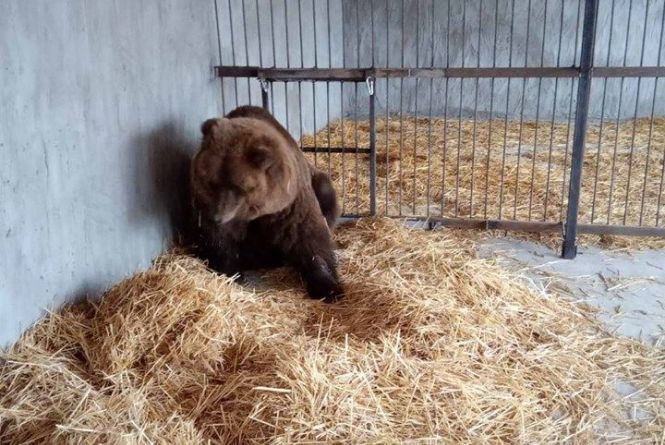Хворі ведмеді переїхали із хмельницького зоокутка. Як зимуватимуть інші тварини?