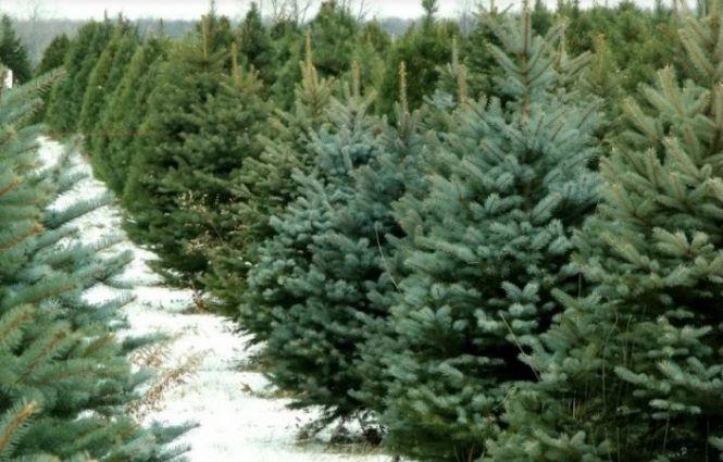 Новини Вінниці - фото з Штучна, зрізана або жива у горщику? Як вінничани обирають ялинки на Новий рік Штучна, зрізана або жива у горщику? Як вінничани обирають ялинки на Новий рік, фото №2 на сайті 20minut.ua