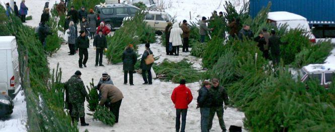 Новини Вінниці - фото з Штучна, зрізана або жива у горщику? Як вінничани обирають ялинки на Новий рік Штучна, зрізана або жива у горщику? Як вінничани обирають ялинки на Новий рік, фото №5 на сайті 20minut.ua