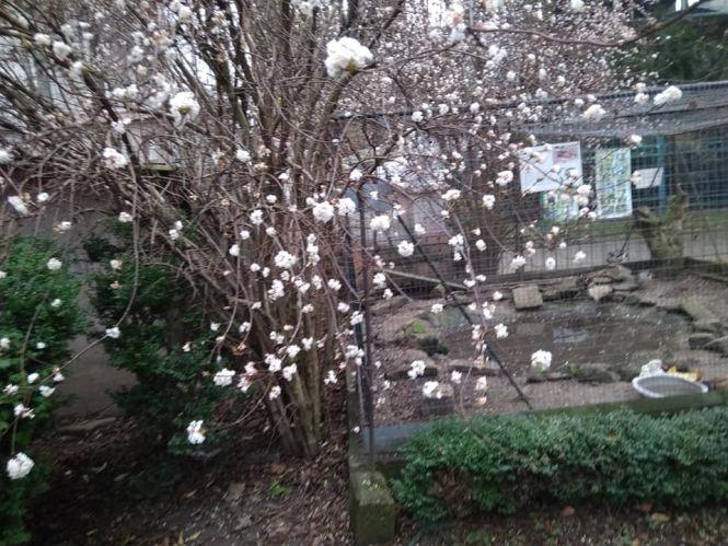 Новини Вінниці - фото з ФОТО ДНЯ. У Вінниці цвітуть сакури посеред зими ФОТО ДНЯ. У Вінниці цвітуть сакури посеред зими, фото №6 на сайті 20minut.ua